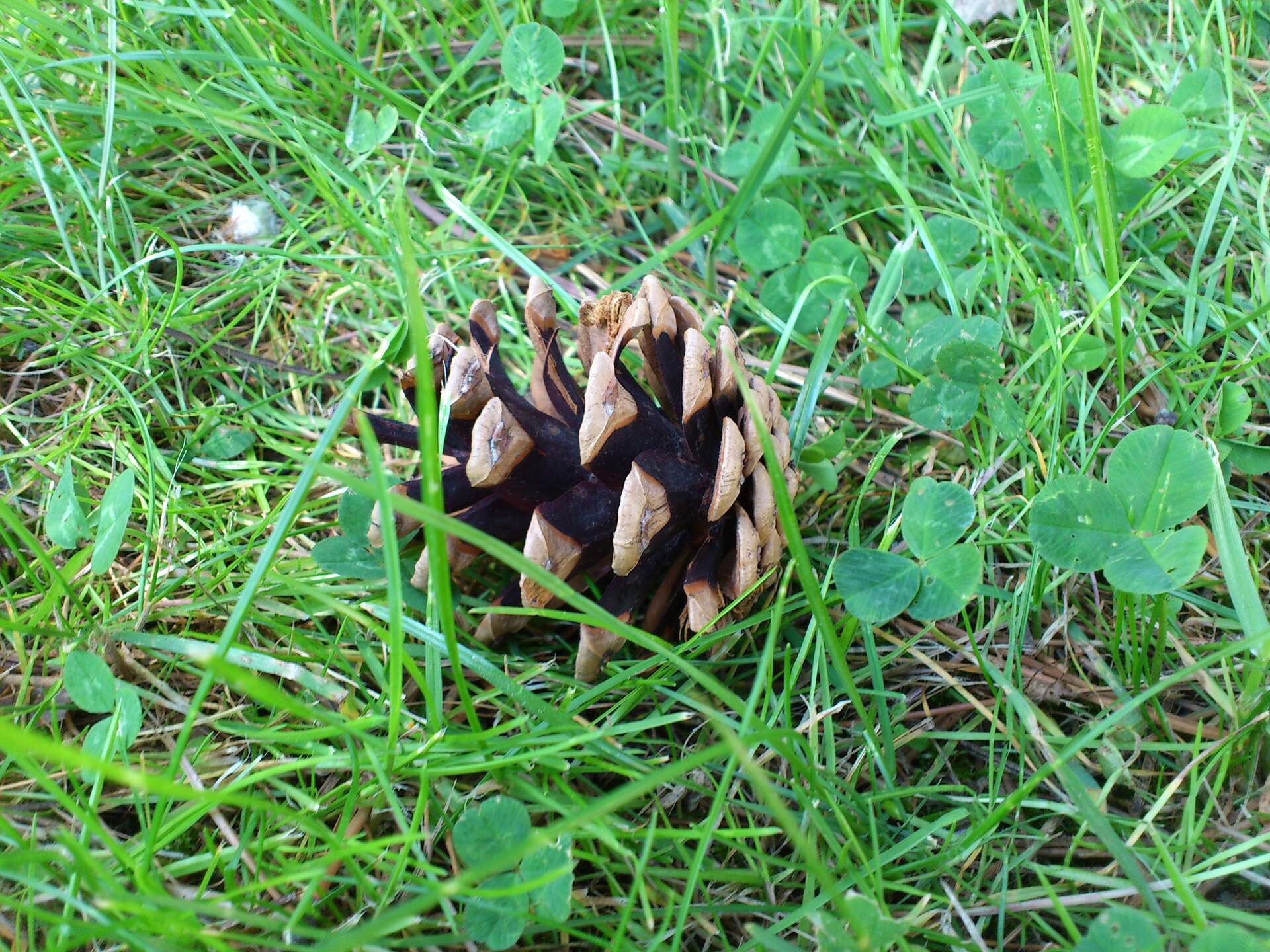 Sony Ericsson Xperia neo