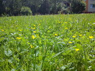 Sony Ericsson Xperia PLAY