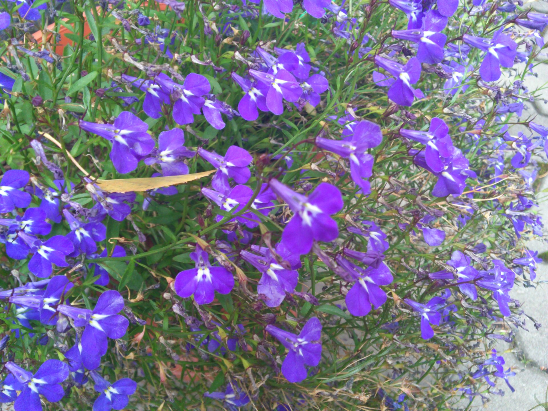 Sony Ericsson Xperia pro