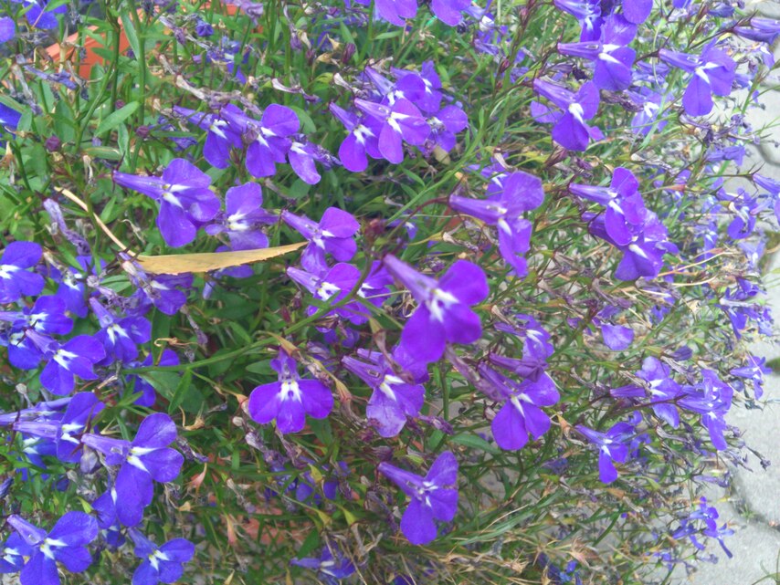 Sony Ericsson Xperia pro