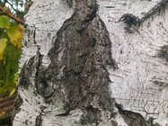 Sony Ericsson Xperia pro