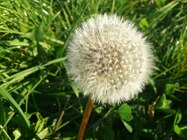 Sony Ericsson Xperia ray