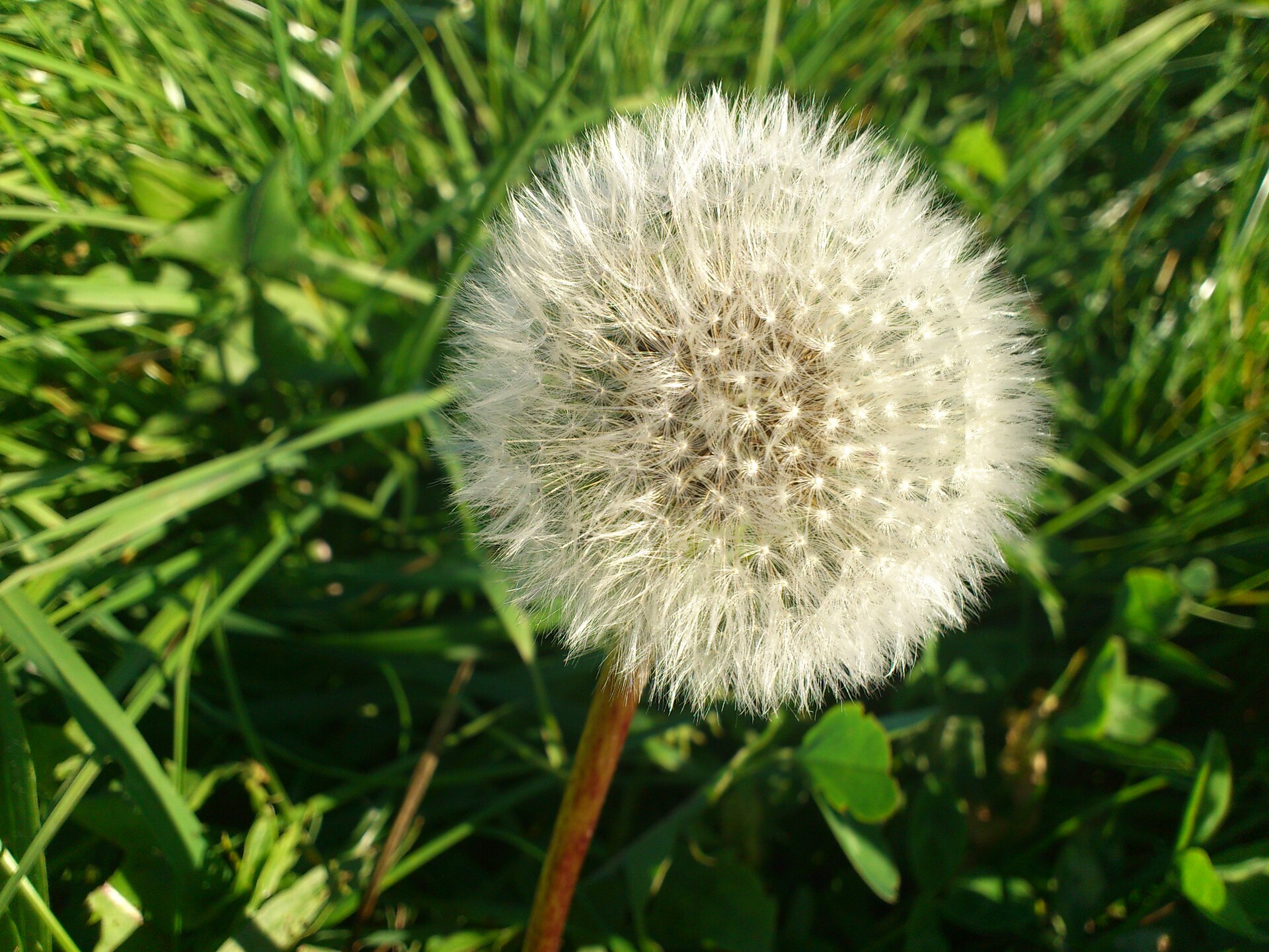 Sony Ericsson Xperia ray