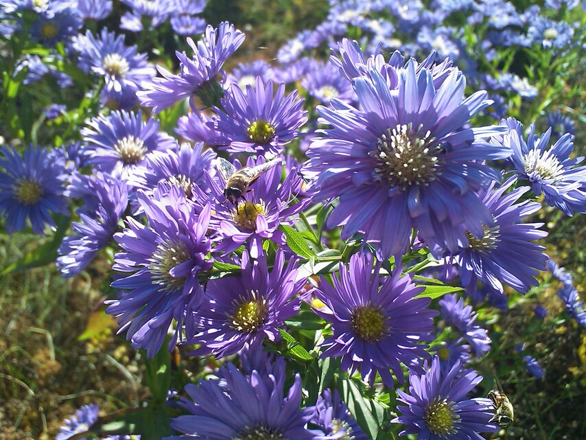 Sony Ericsson XPERIA X1