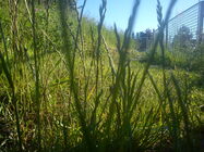 Sony Ericsson XPERIA X10 Mini