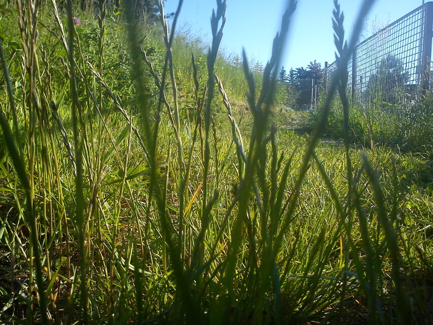 Sony Ericsson XPERIA X10 Mini