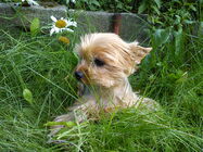 Sony Ericsson Xperia X10 Mini Pro