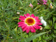 Sony Ericsson Xperia X10 Mini Pro