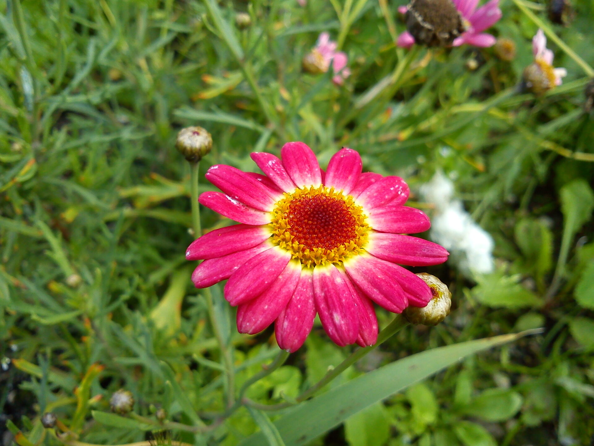 Sony Ericsson Xperia X10 Mini Pro