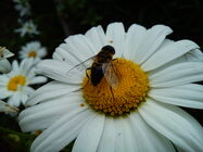 Sony Ericsson Xperia X10 Mini Pro