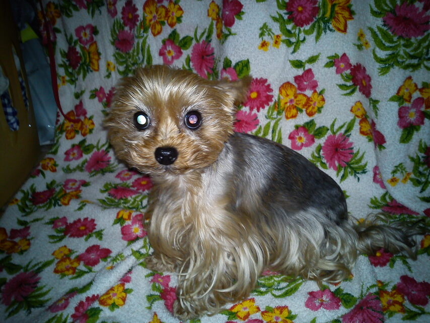 Sony Ericsson Xperia X10 Mini Pro