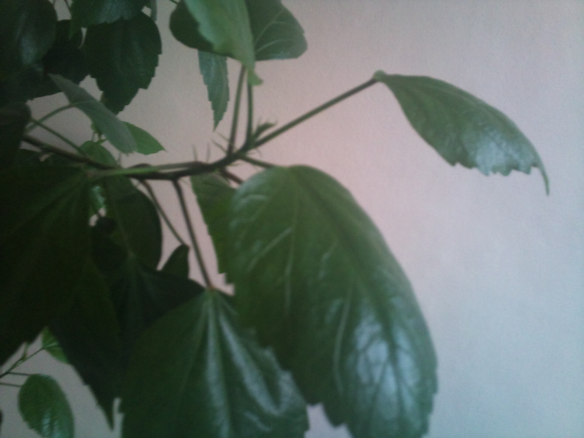 Sony Ericsson XPERIA X2