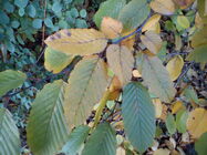 Sony Ericsson Xperia X8