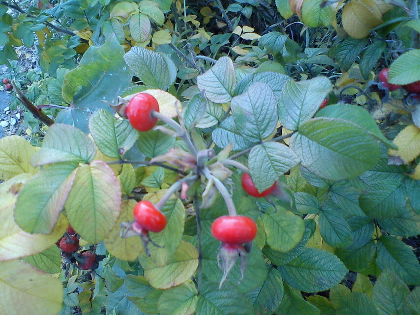 Sony Ericsson Xperia X8