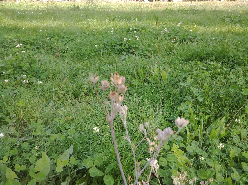 Sony Xperia Tablet S