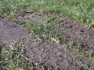 Sony Xperia Tablet S