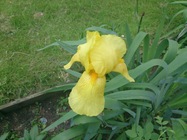 Sony Xperia Tablet Z