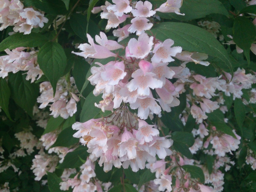 Sony Xperia Tablet Z