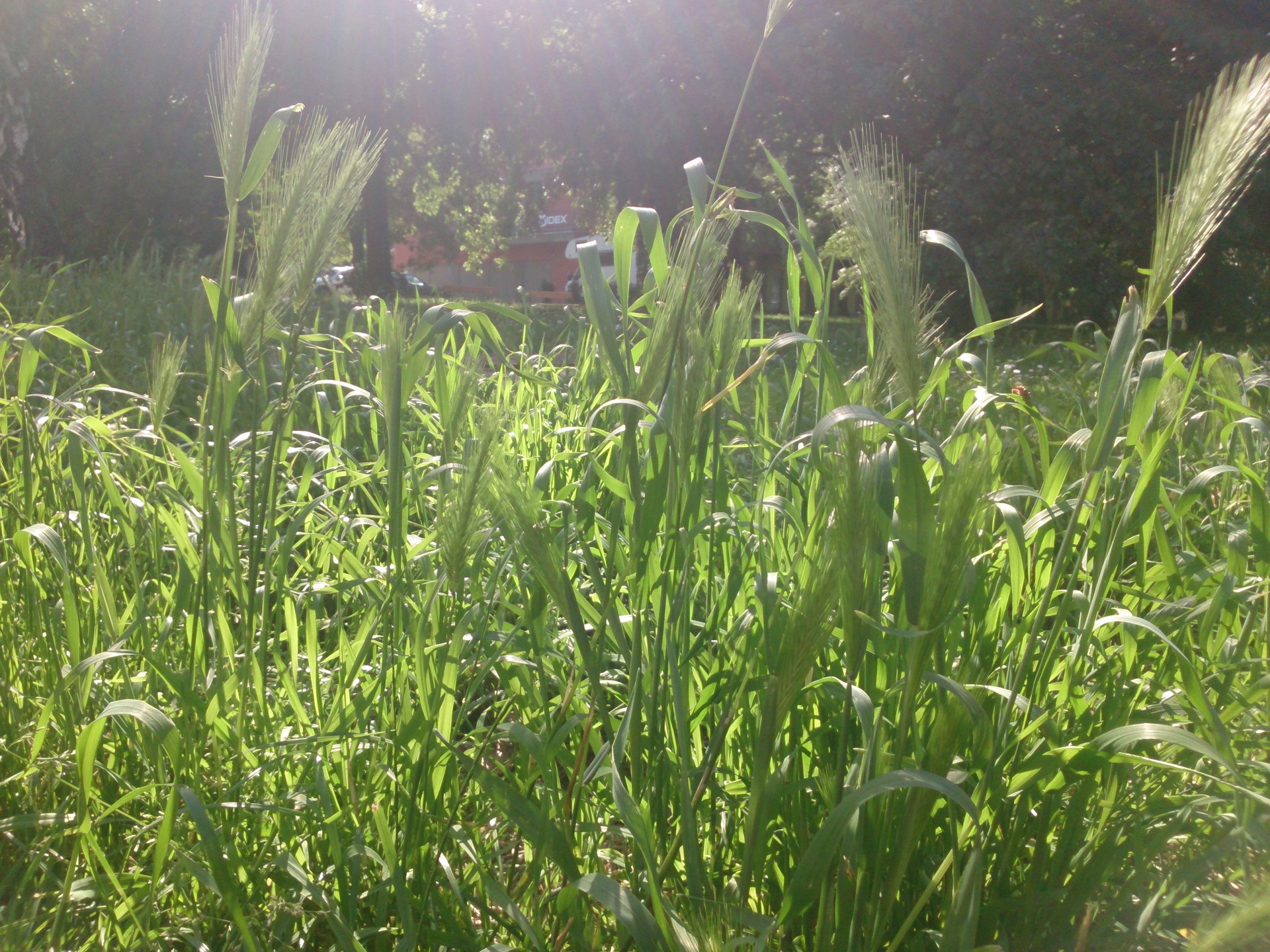 Sony Xperia Tablet Z