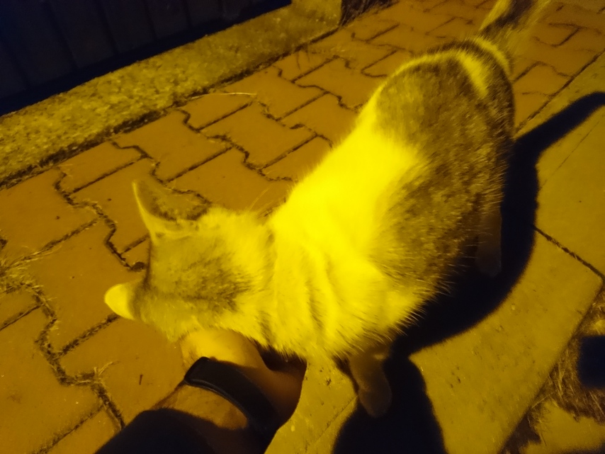 Sony Xperia X Compact