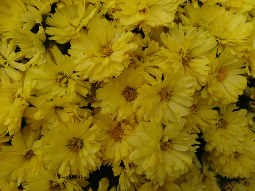 Sony Xperia X Compact