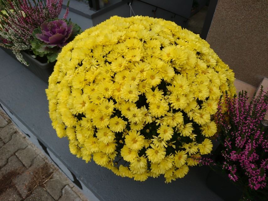 Sony Xperia X Compact