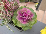 Sony Xperia X Compact