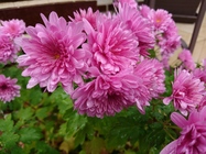 Sony Xperia X Compact