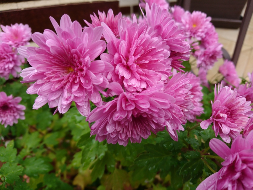 Sony Xperia X Compact