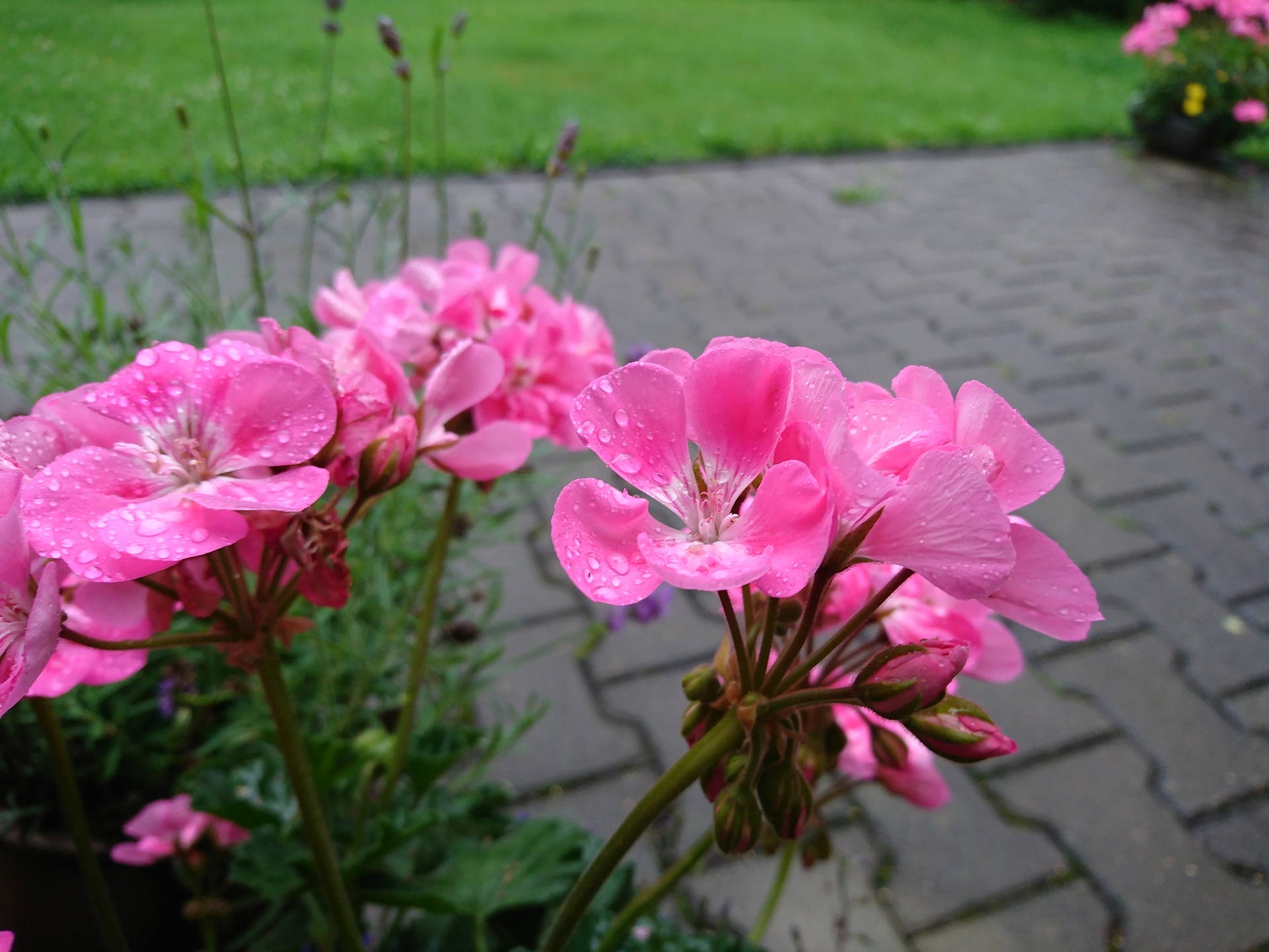 Sony Xperia X Performance 