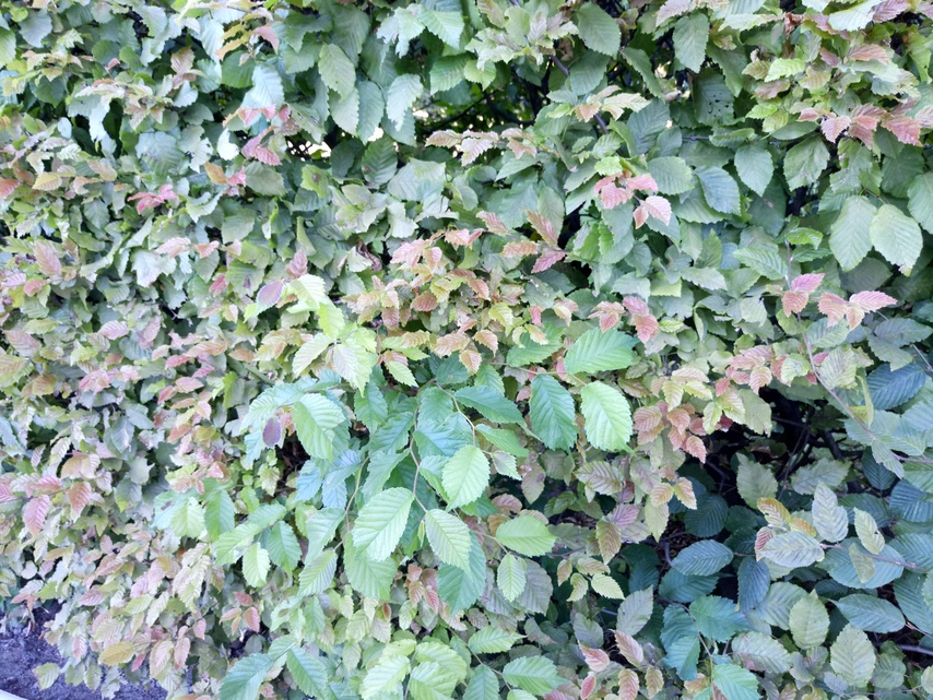 Sony Xperia XA Ultra