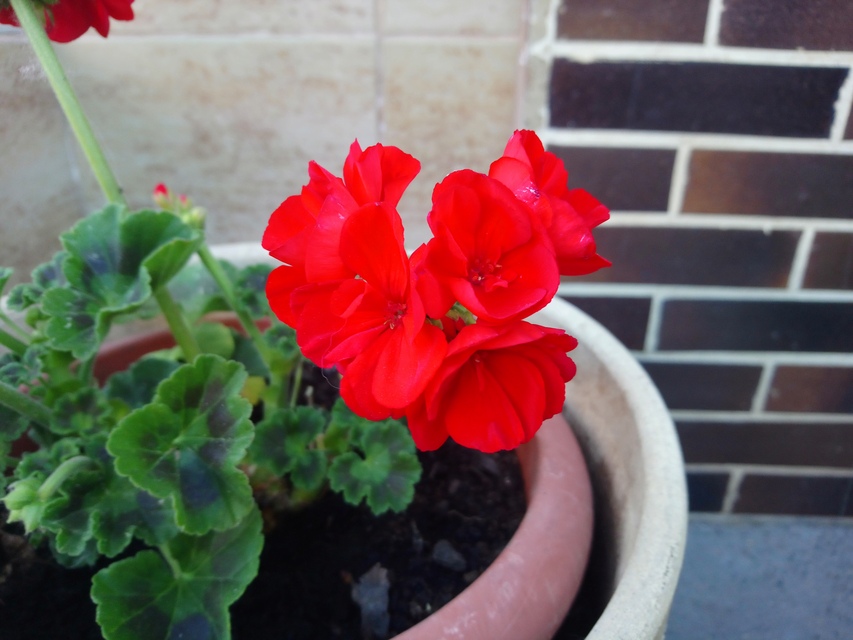 Sony Xperia XA1 Ultra