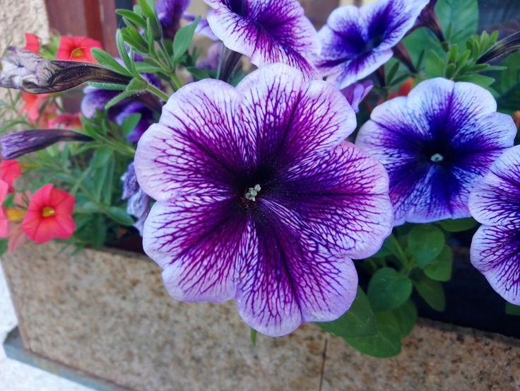 Sony Xperia XA1 Ultra