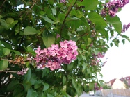 Sony Xperia XA1 Ultra