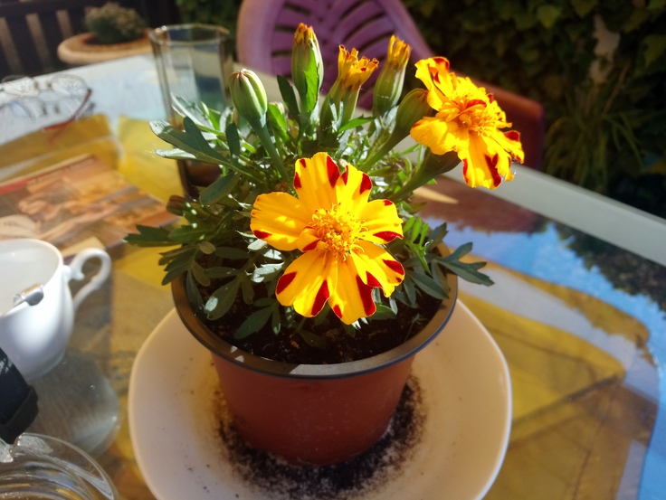 Sony Xperia XA1 Ultra