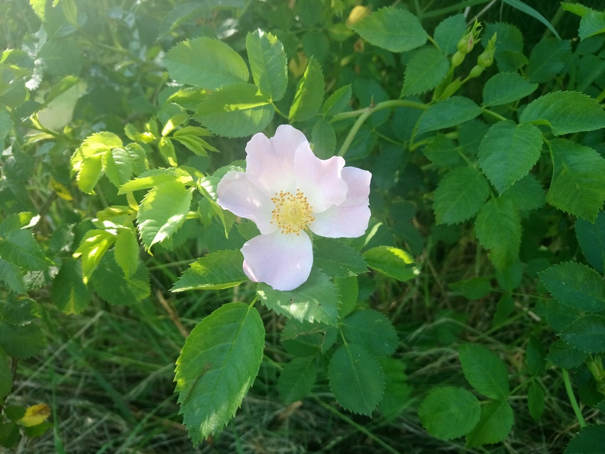 Sony Xperia XA1 Ultra