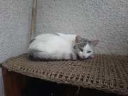 Sony Xperia XA1 Ultra