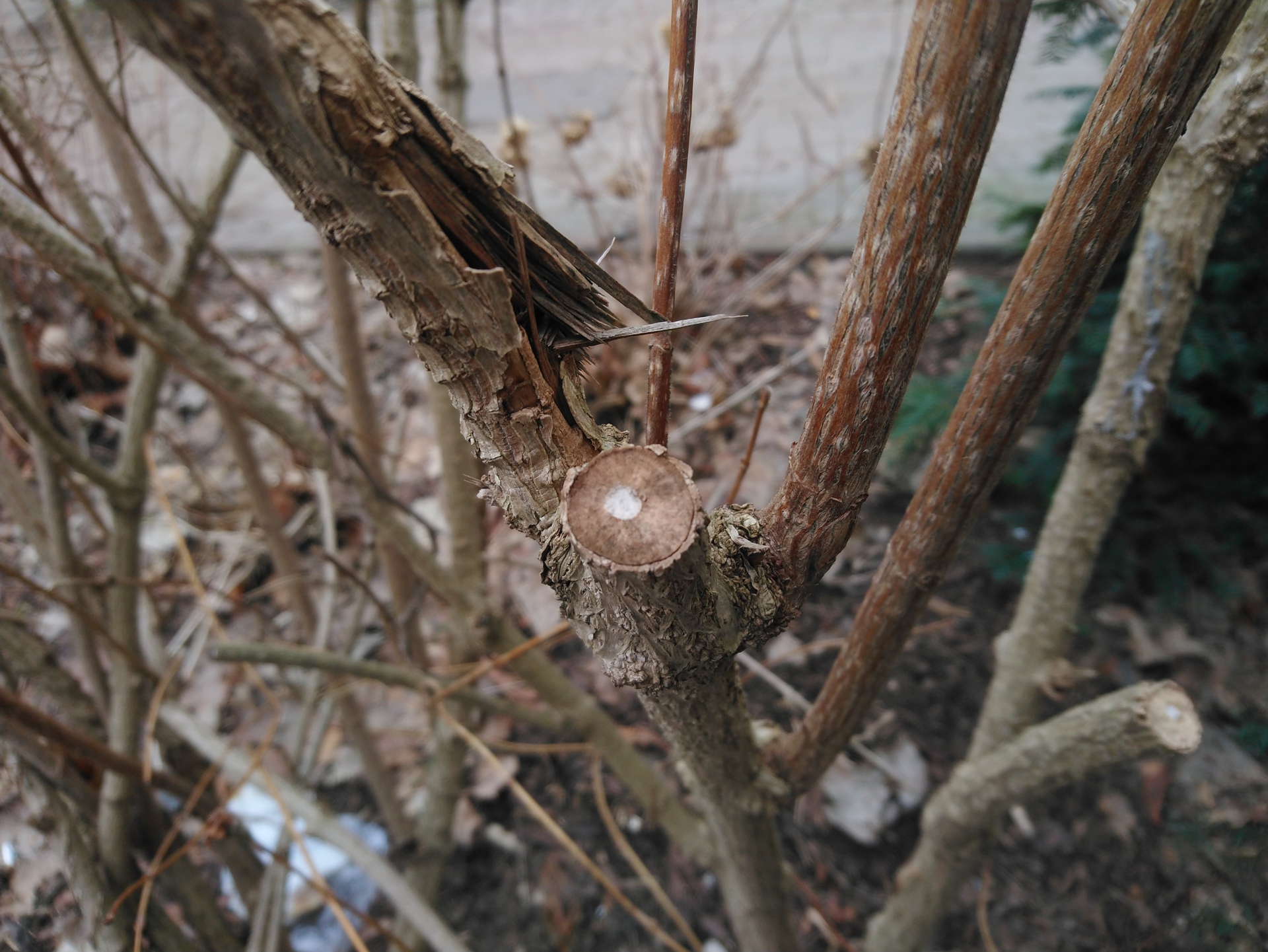 Sony Xperia XA2 Ultra