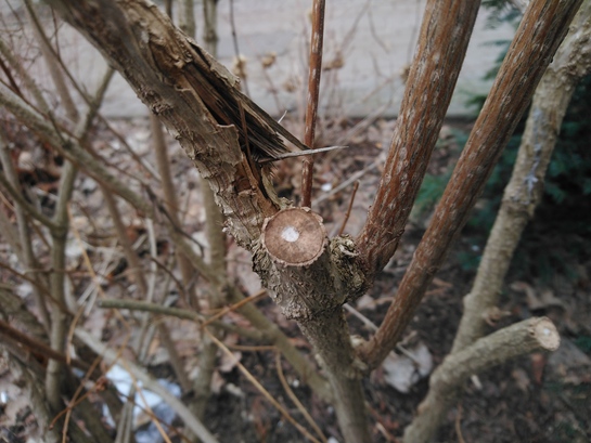 Sony Xperia XA2 Ultra