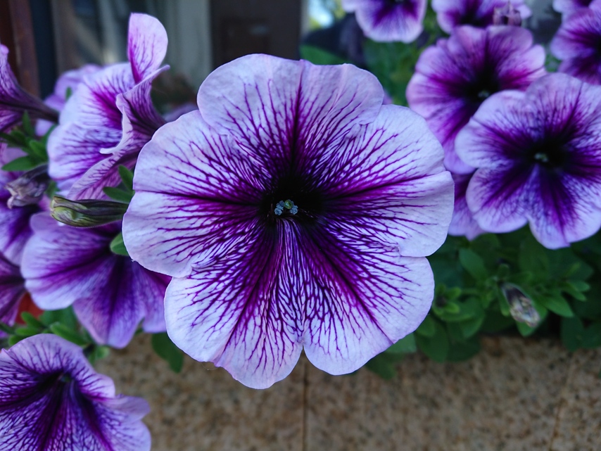 Sony Xperia XZ Premium