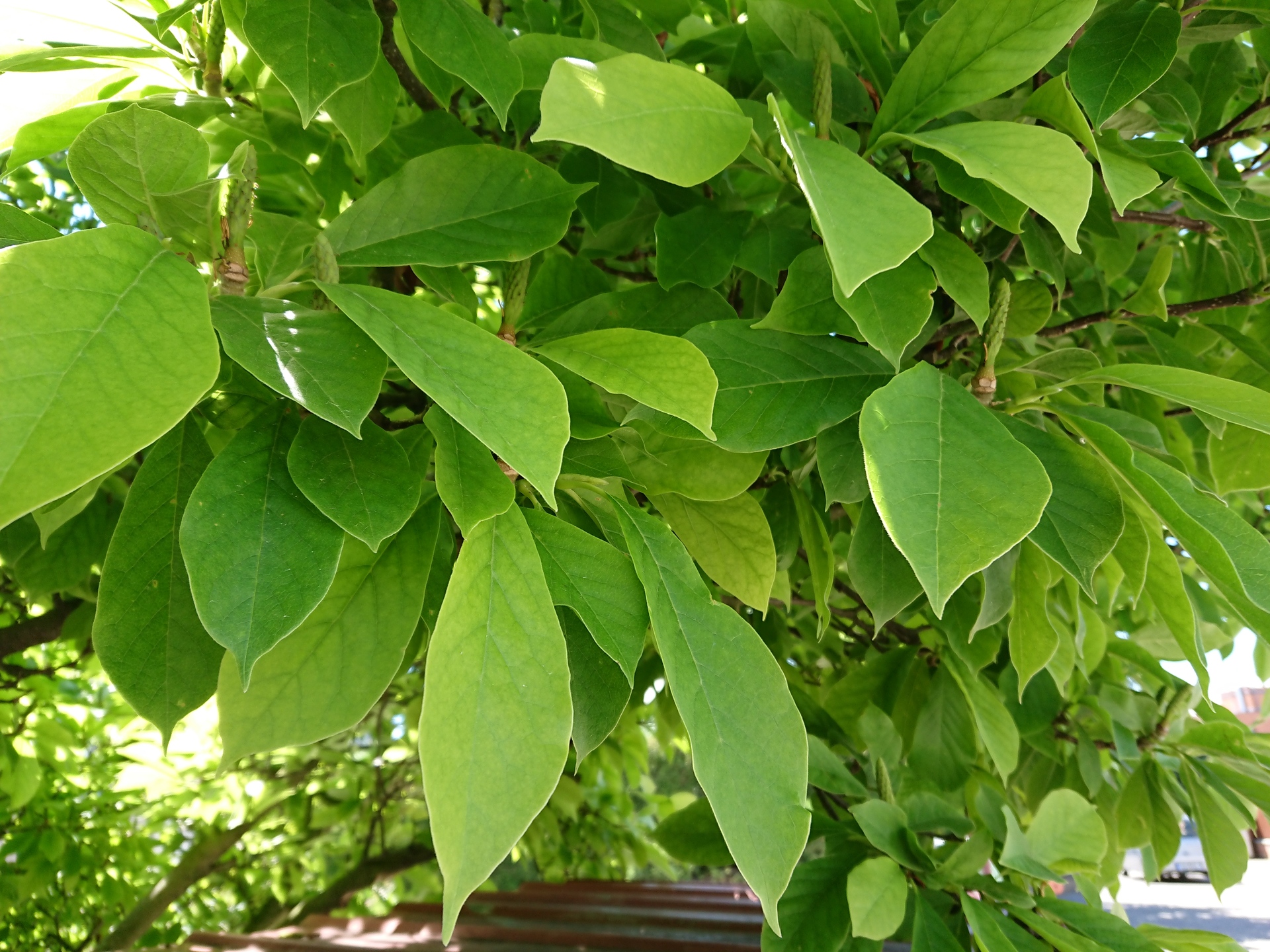 Sony Xperia XZ Premium