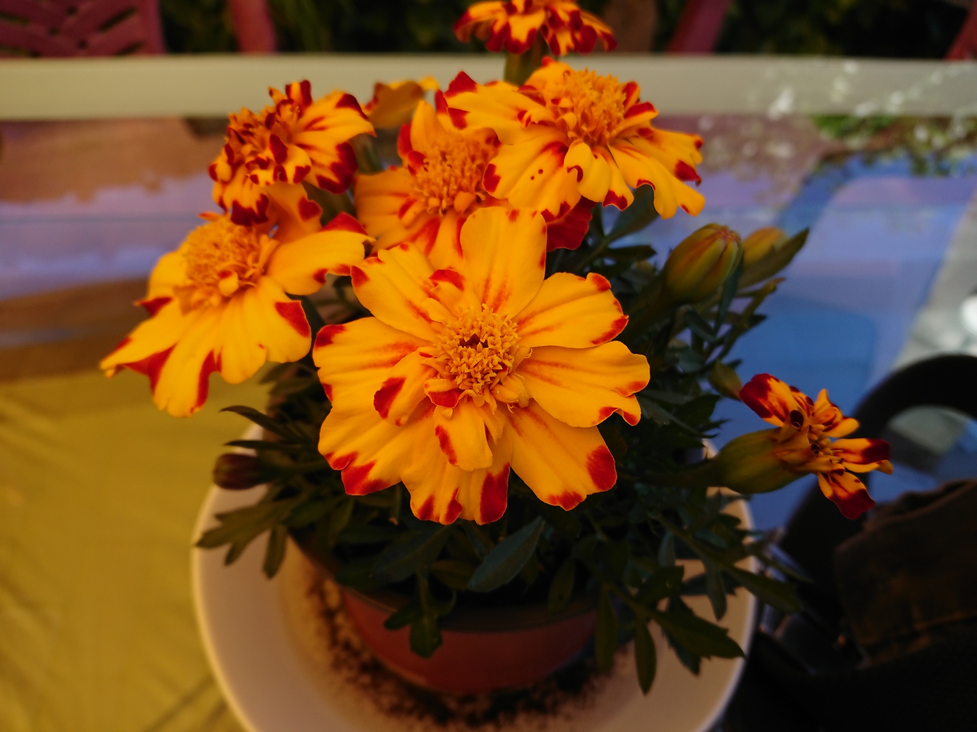 Sony Xperia XZ Premium