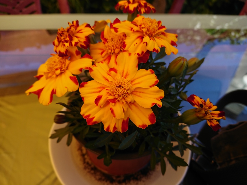 Sony Xperia XZ Premium