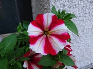 Sony Xperia XZ Premium