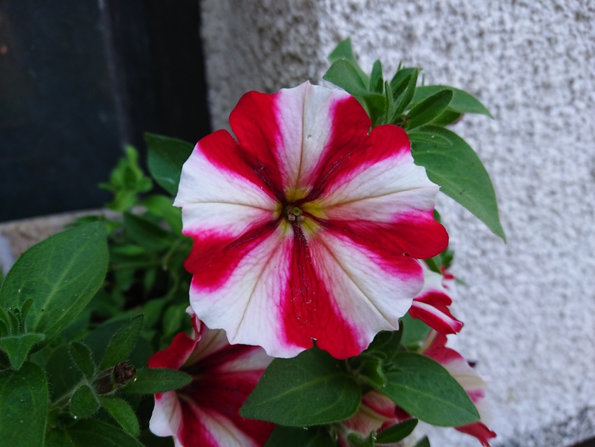 Sony Xperia XZ Premium