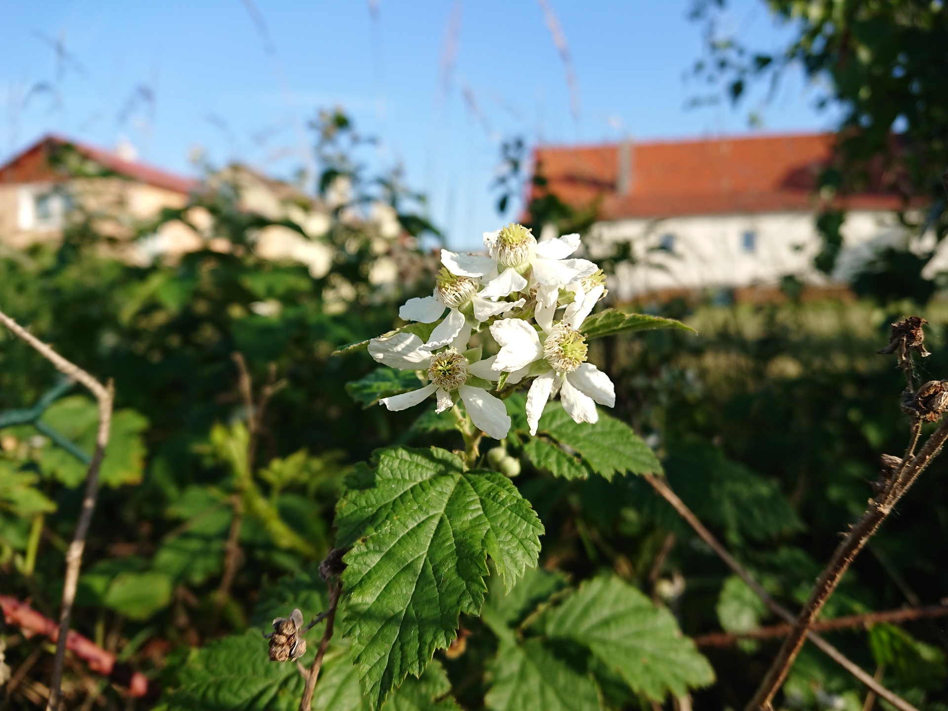 Sony Xperia XZ Premium