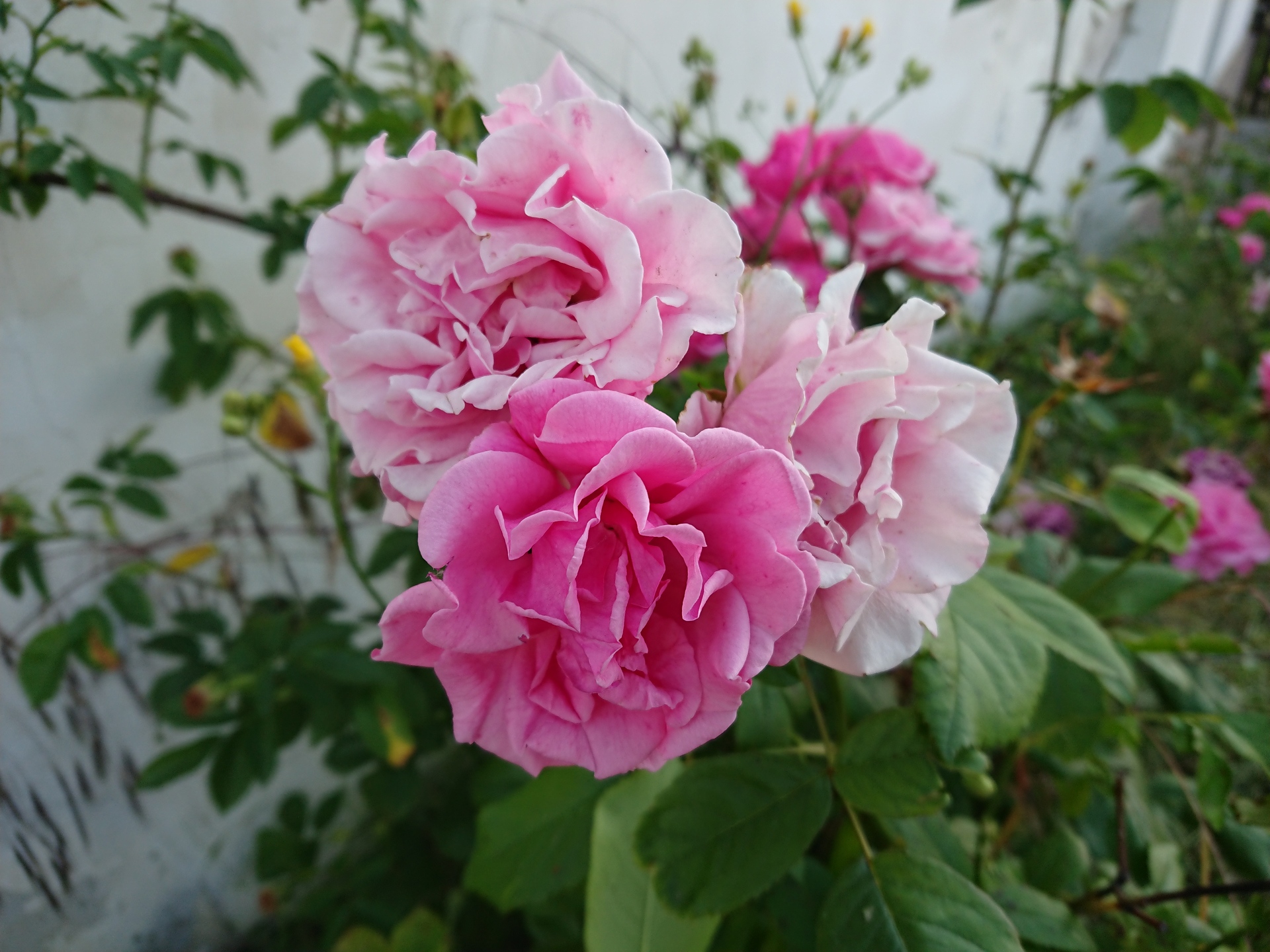 Sony Xperia XZ Premium