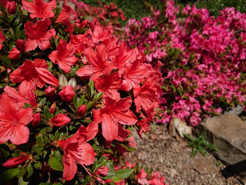 Sony Xperia XZ Premium