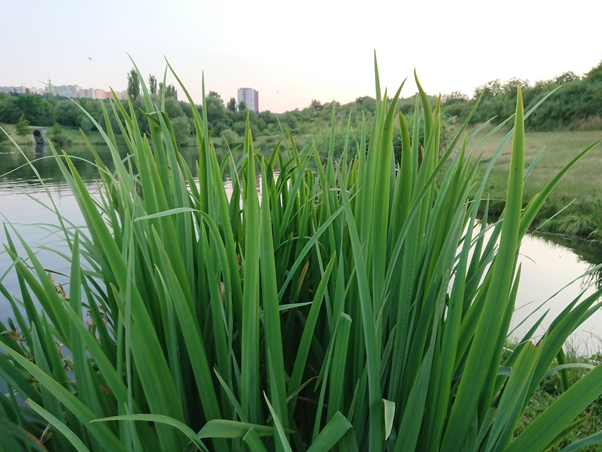 Sony Xperia XZ Premium