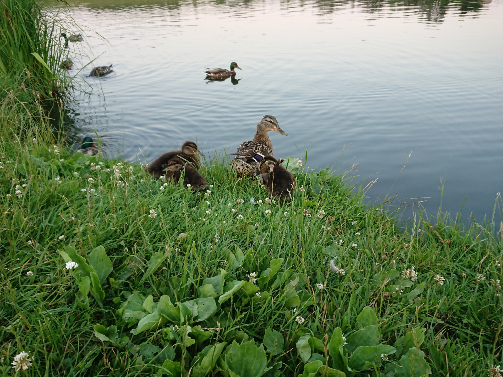 Sony Xperia XZ Premium